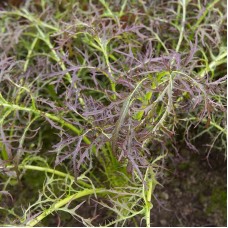Organic Leaf Mustard 'Purple Frills'